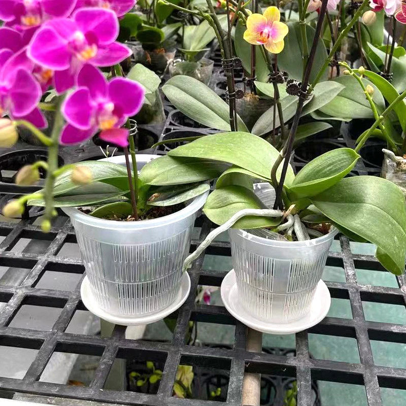 11/14/16/19Cm Mesh Pot Root Control Transparent Flowerpot for Orchid Flower Breathable Growth Container Drainage Hole Orchid Pot