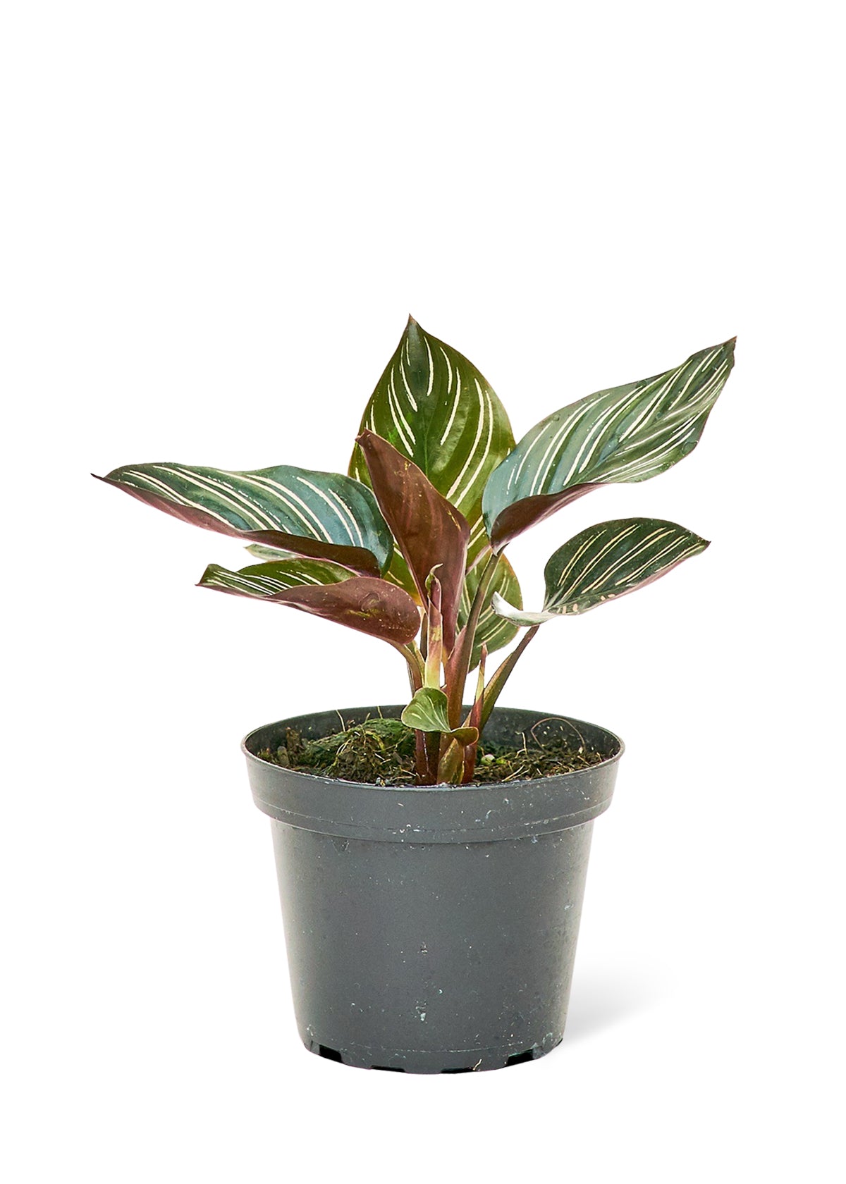 Calathea 'Pinstripe', Small