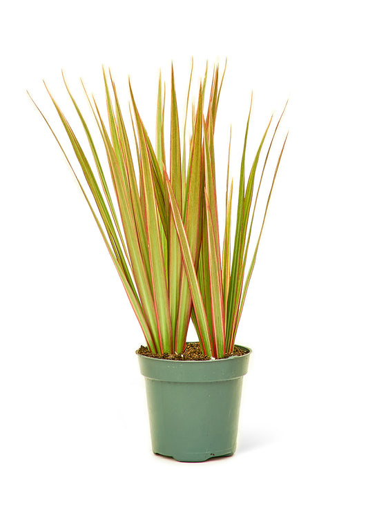 Bicolor Dragon Tree, Small