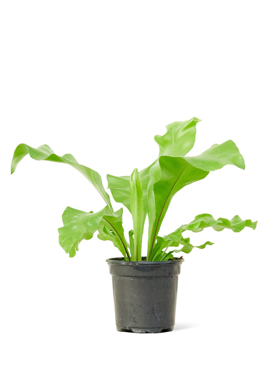 Bird's Nest Fern, Small