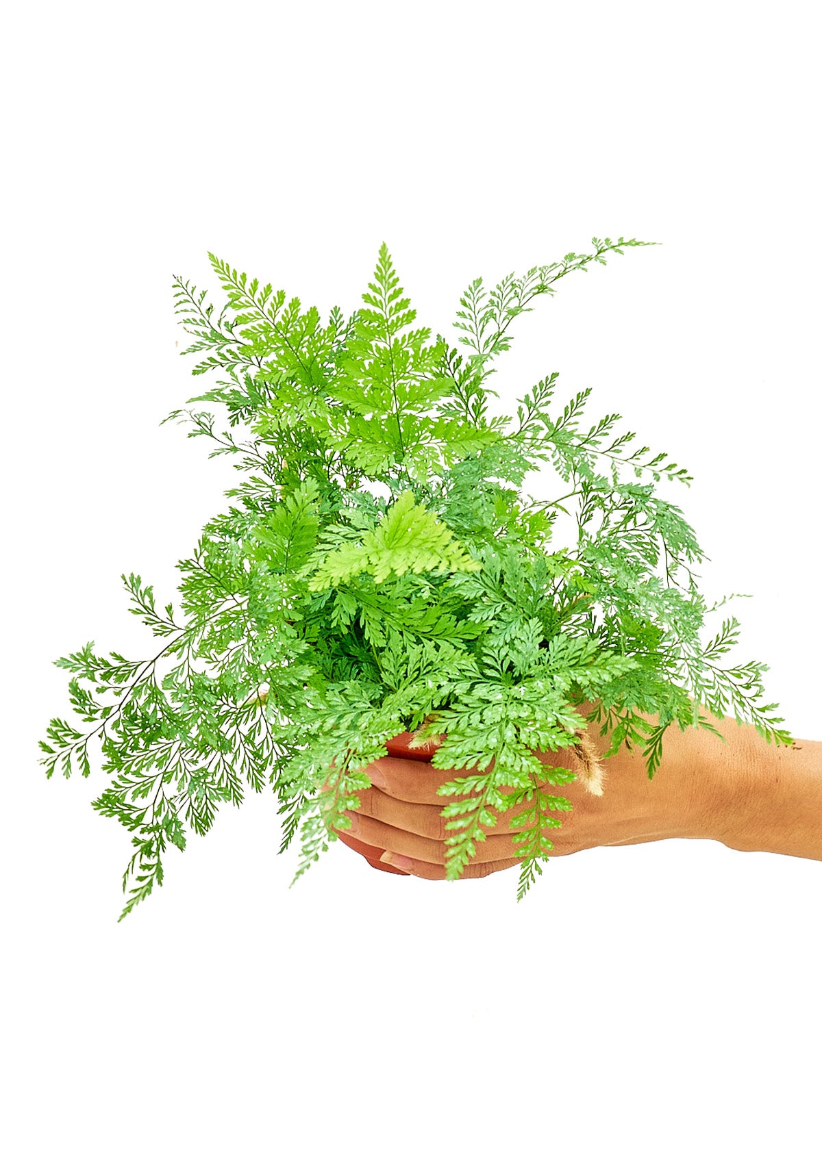 Rabbit Foot Fern, Small