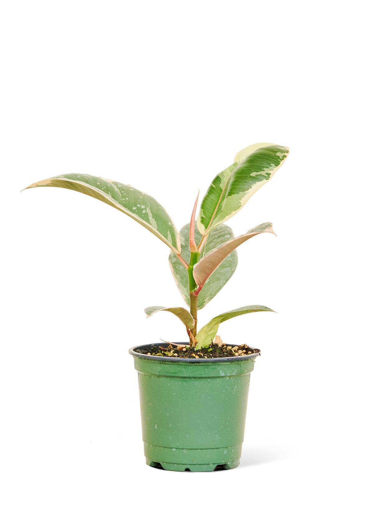 Ficus 'Tineke', Small