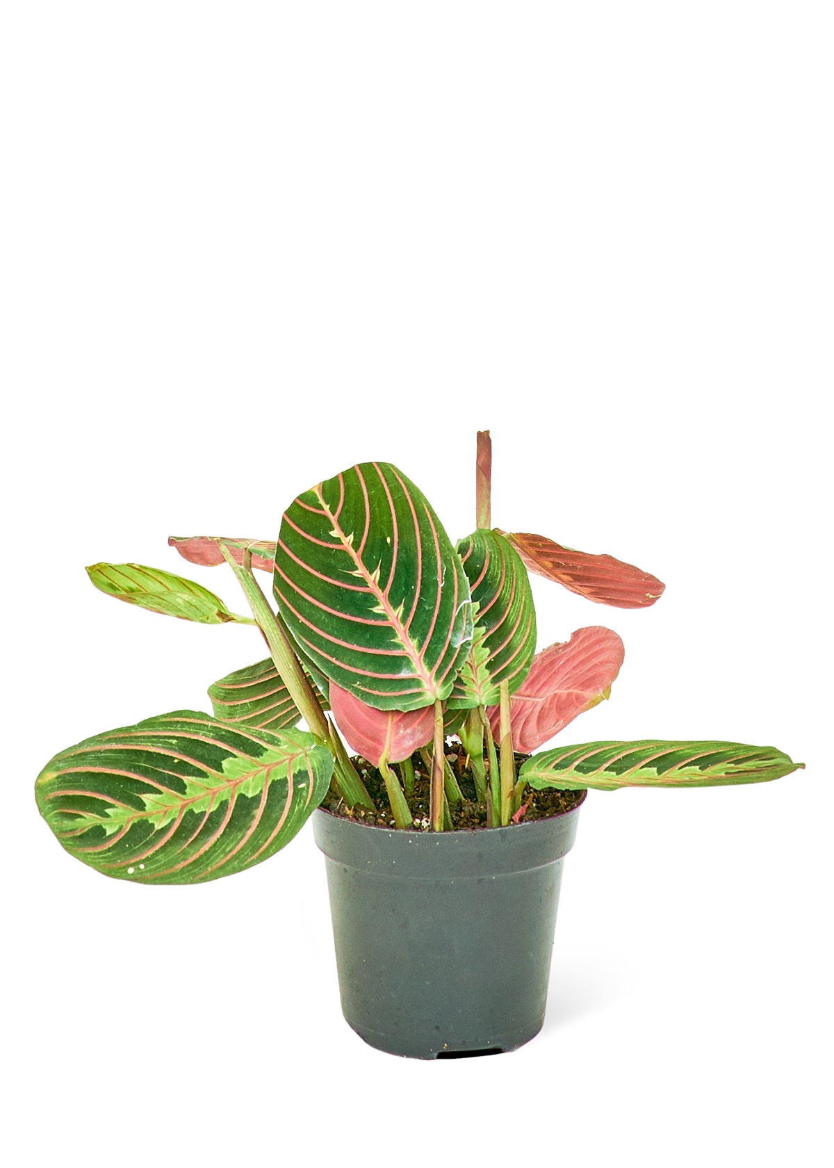 Red Prayer Plant, Small