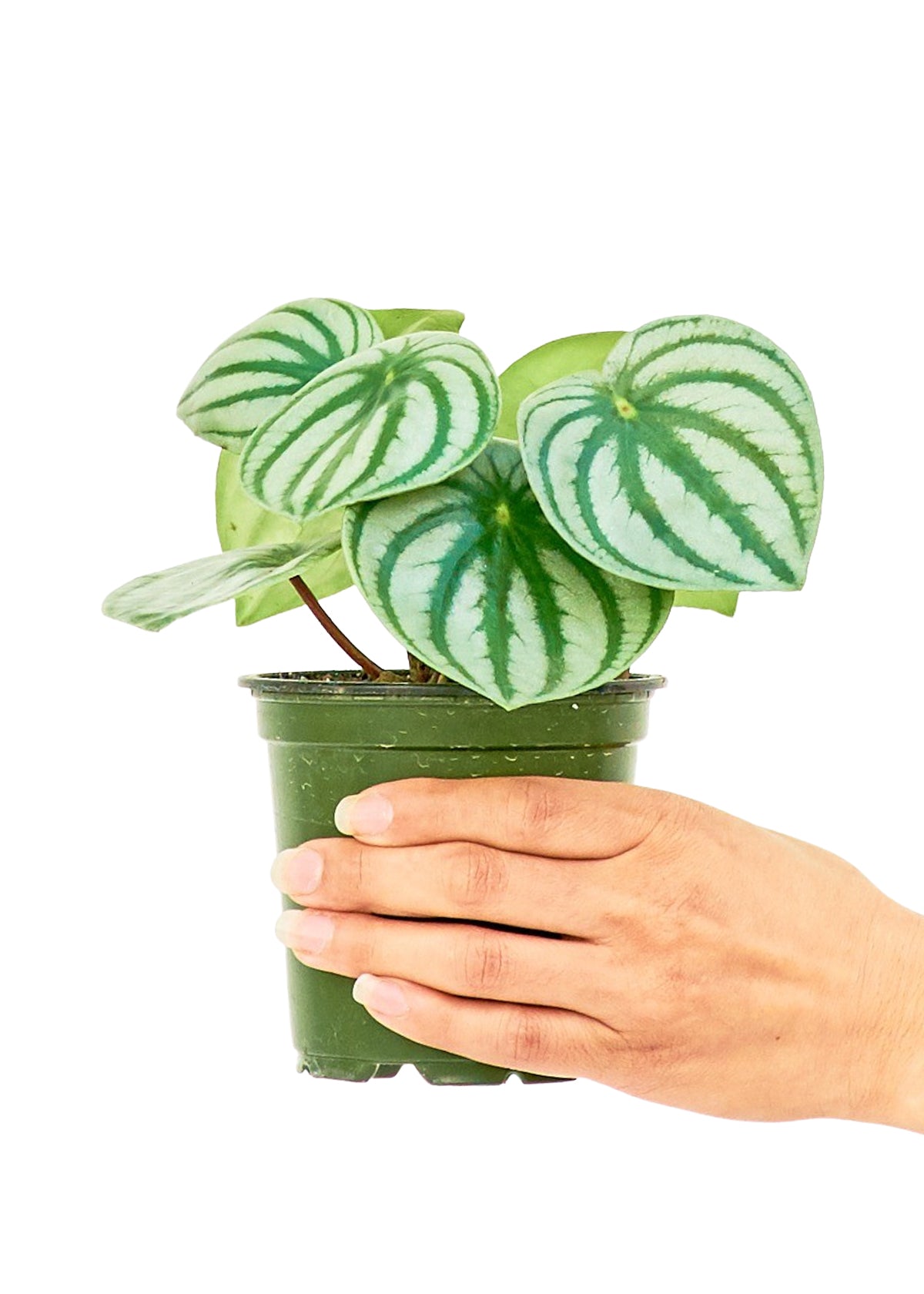 Watermelon Peperomia, Small