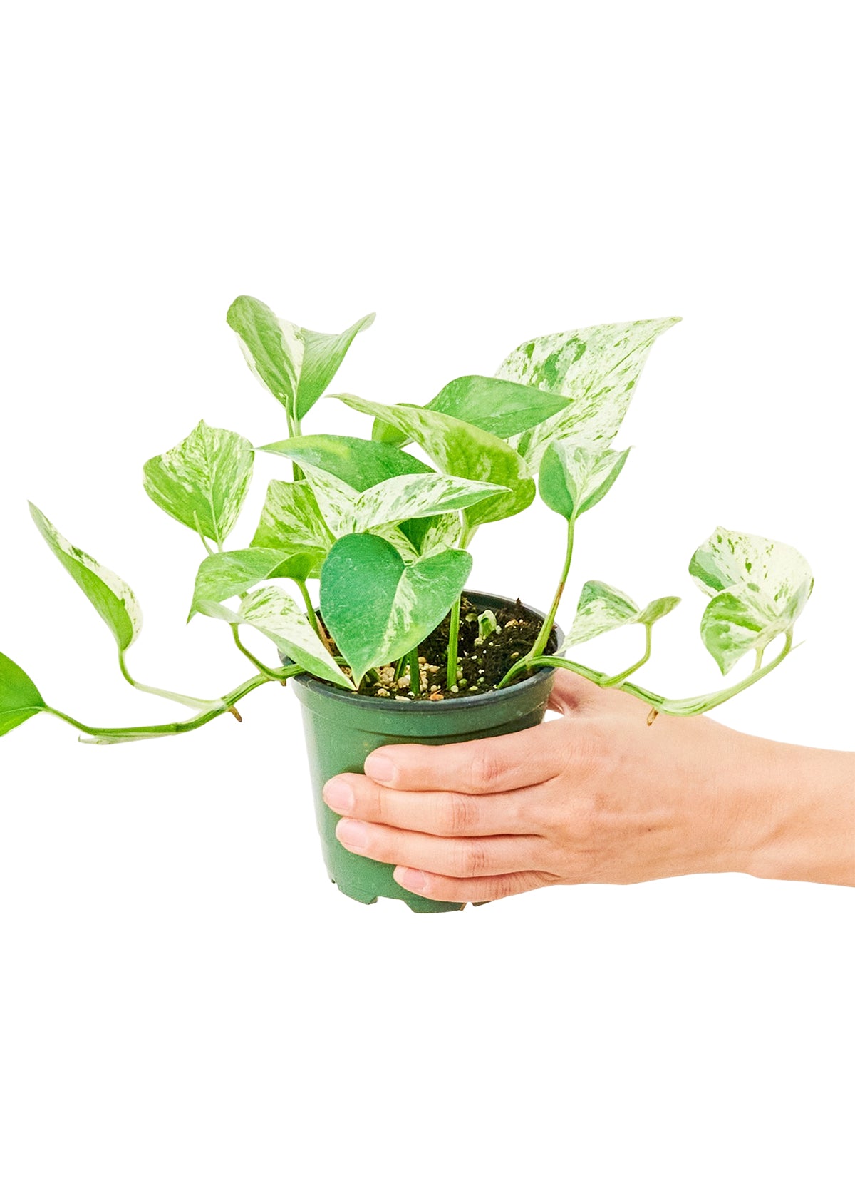 Pothos 'Marble Queen', Small