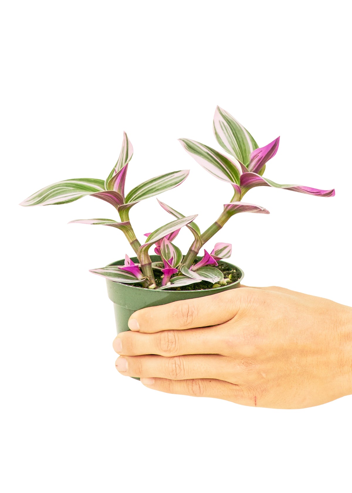 Tradescantia 'Nanouk', Small