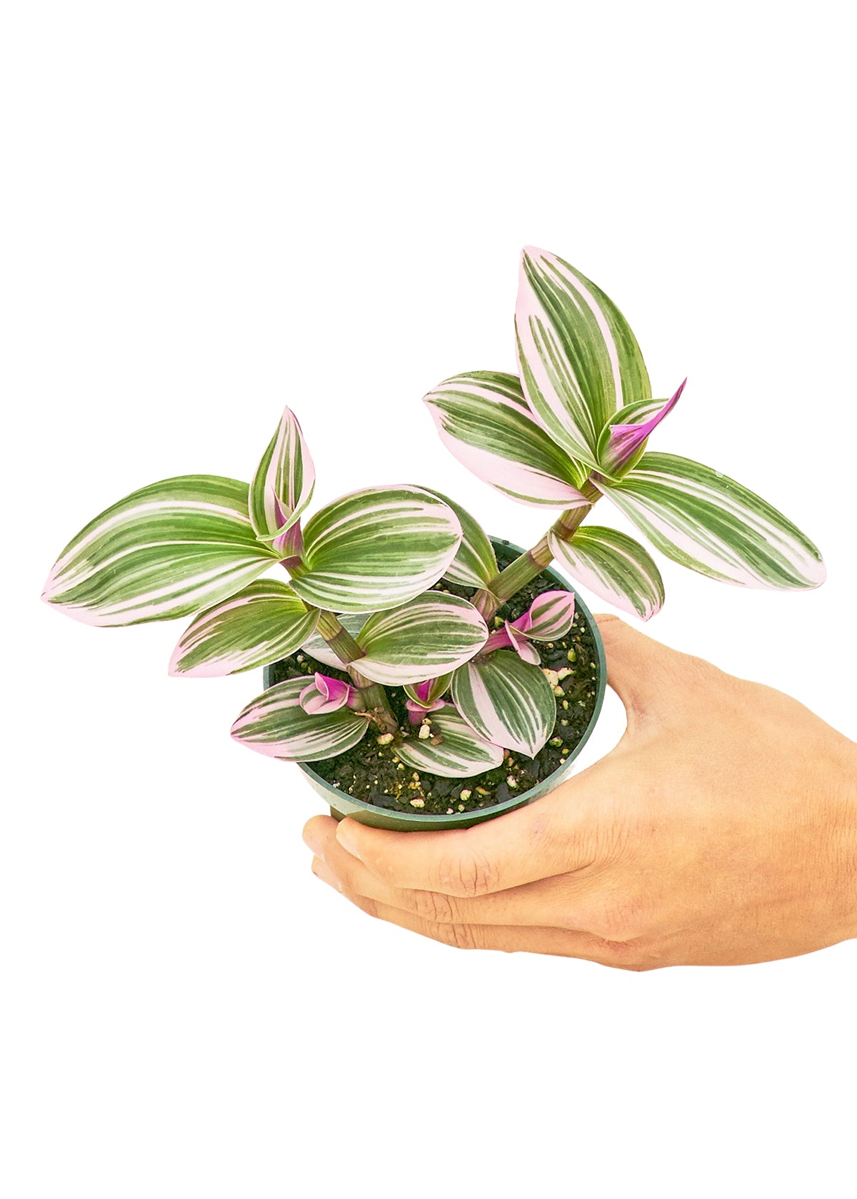 Tradescantia 'Nanouk', Small