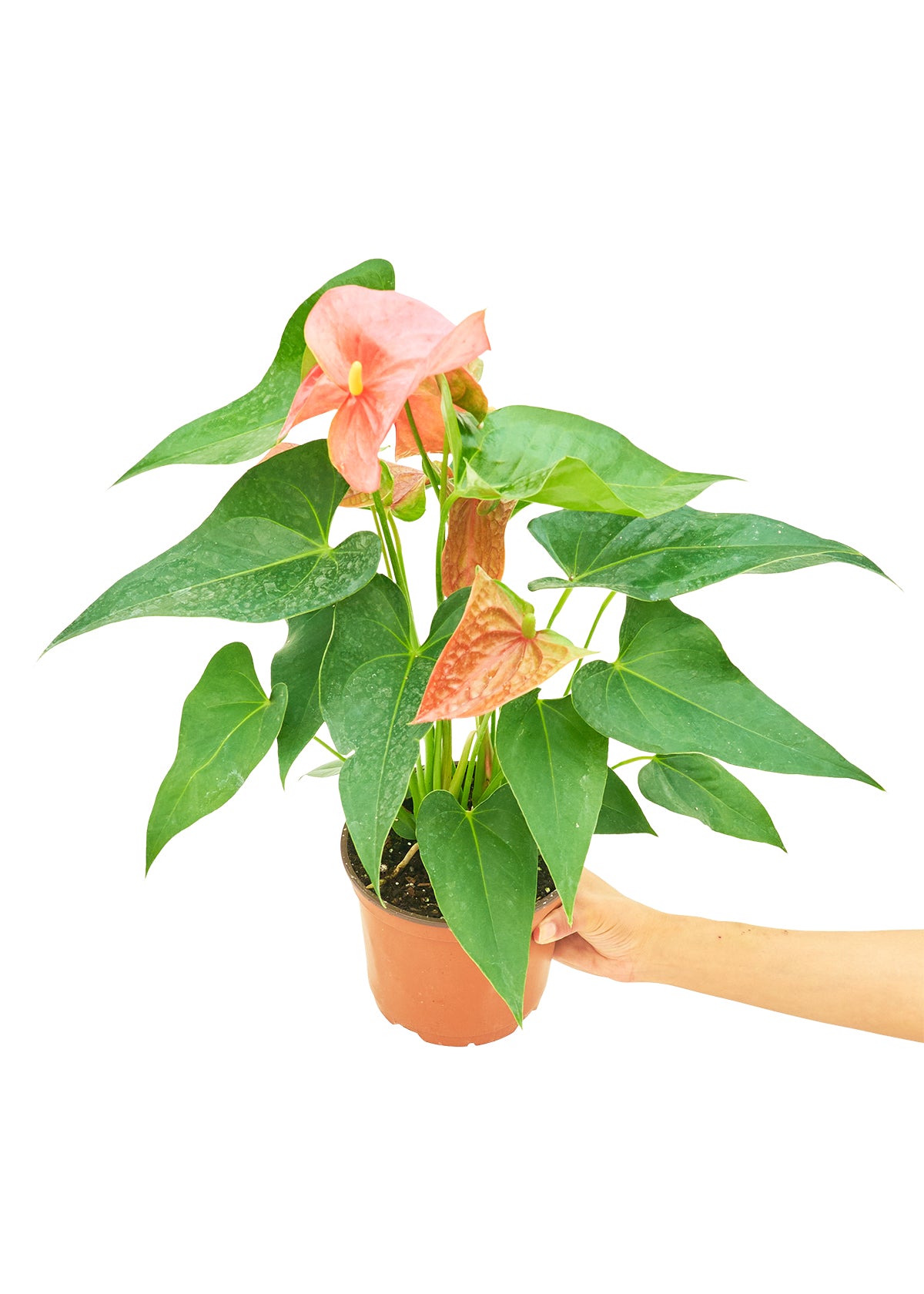 Anthurium 'Pink Flamingo', Medium