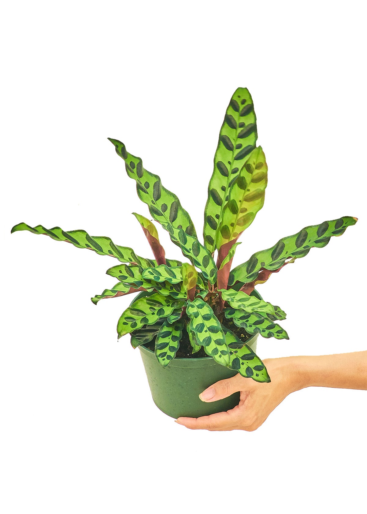 Calathea 'Rattlesnake', Medium