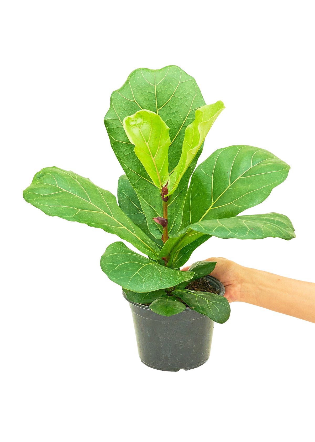 Fiddle Leaf Fig, Medium