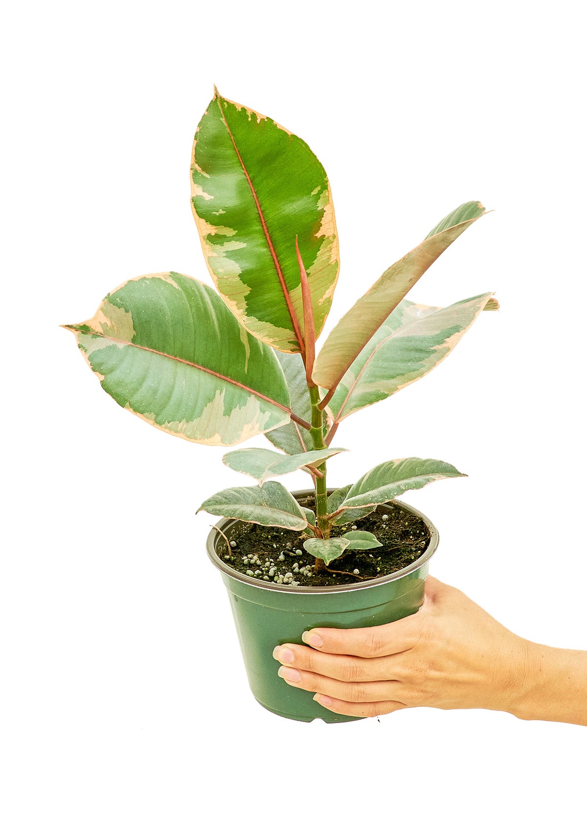 Ficus 'Tineke', Medium