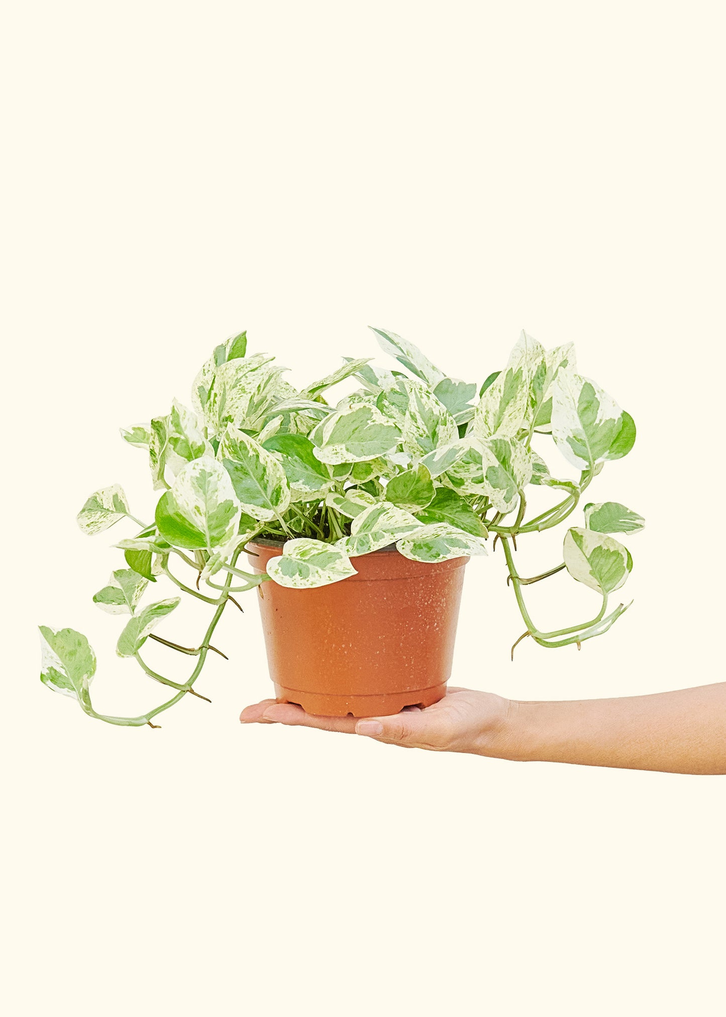 Pothos 'Pearls and Jade', Medium