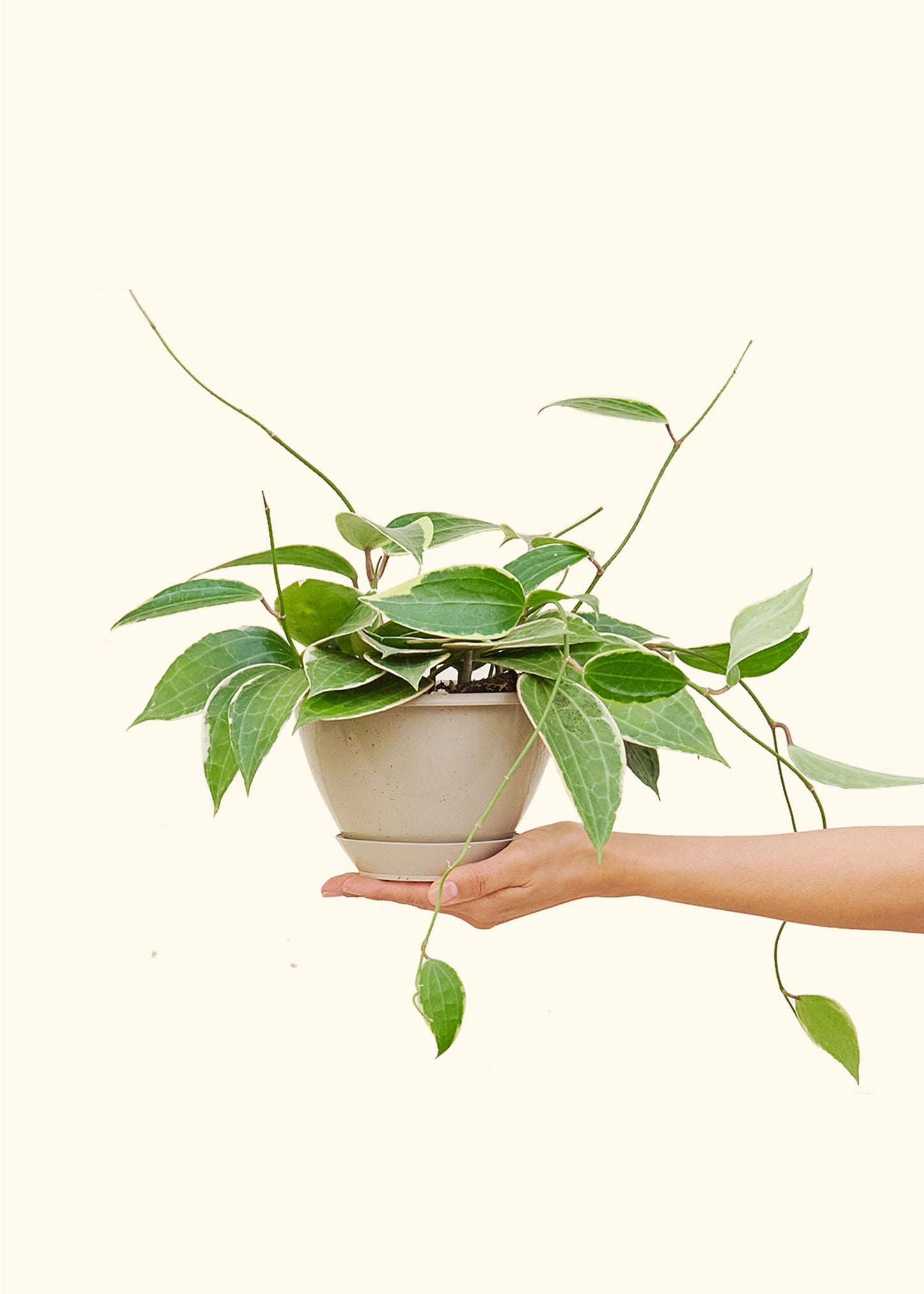 Hoya 'Macrophylla', Hanging