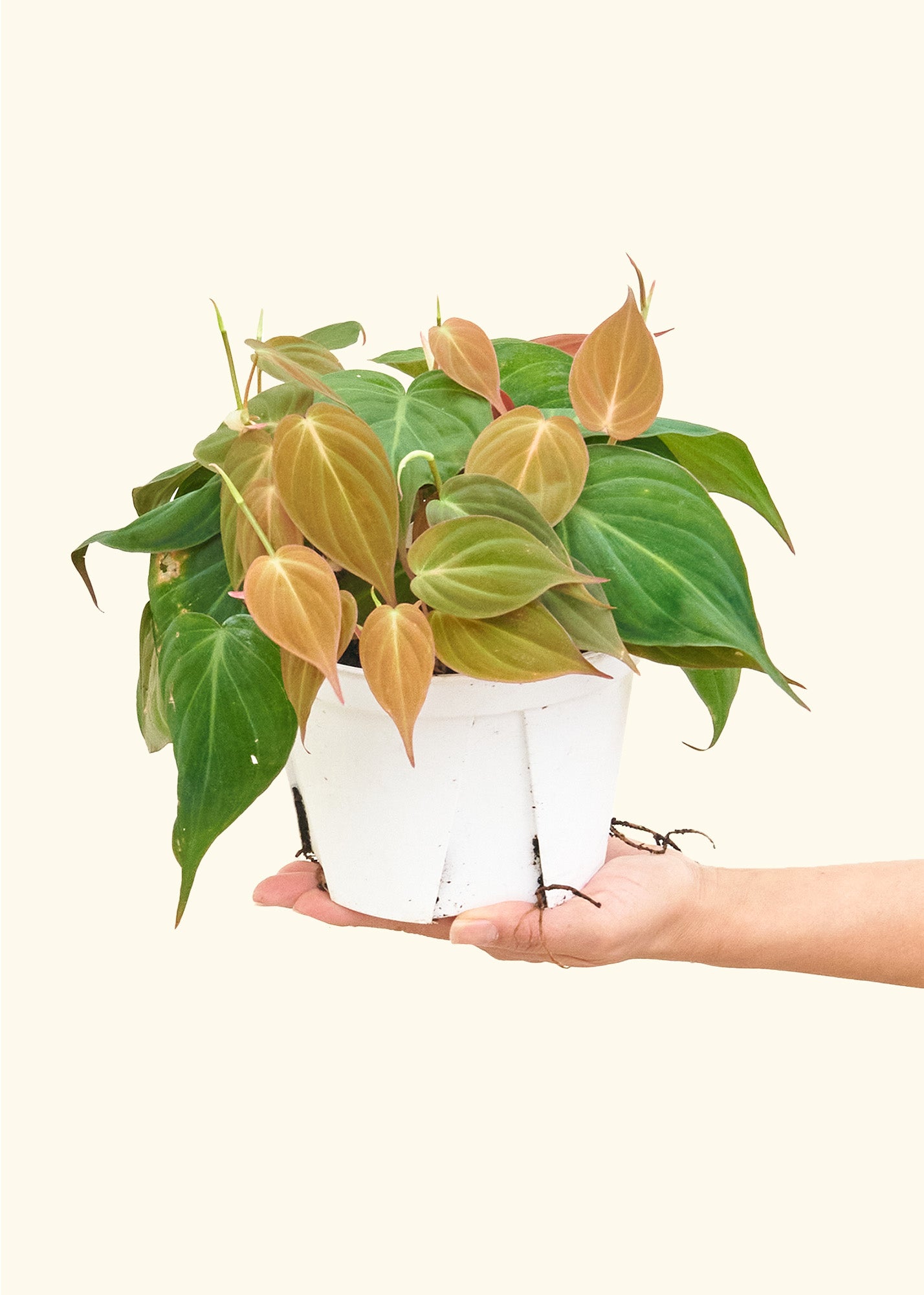 Velvet Leaf Philodendron, Medium